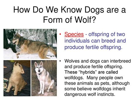 species imdb|Can dogs and wolves breed to produce fertile offspring.